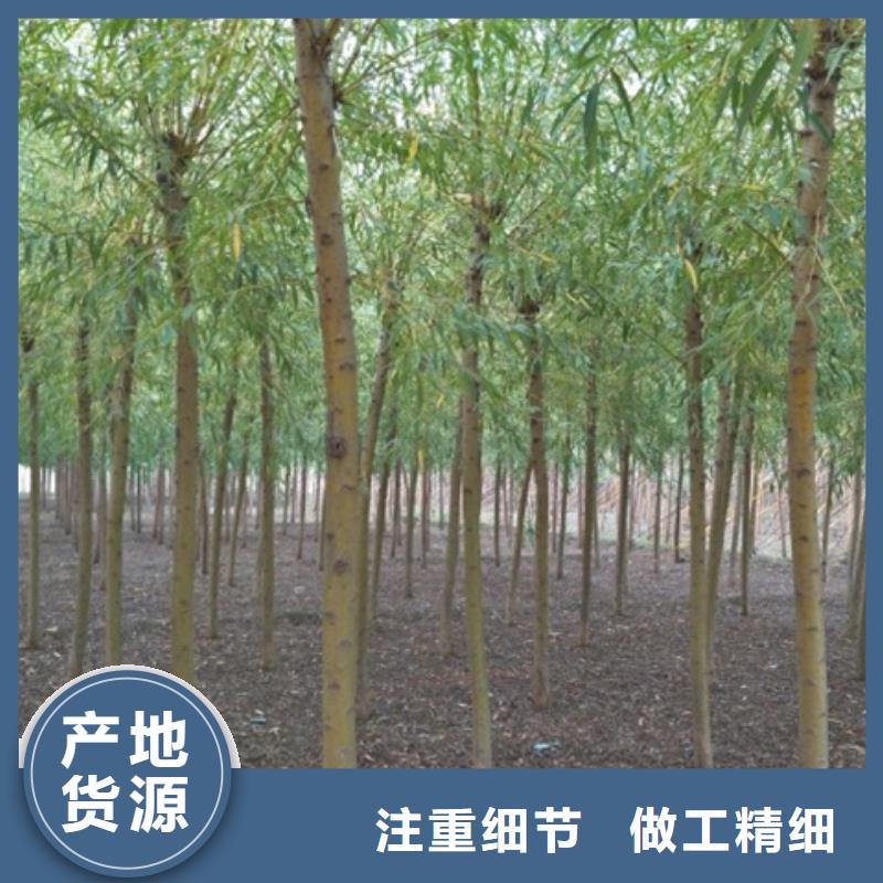 柳树多种规格任您选择免费回电