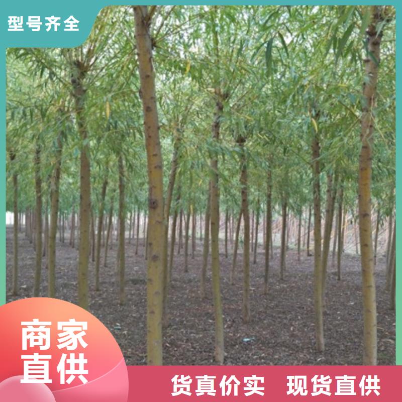常年供应柳树-报量