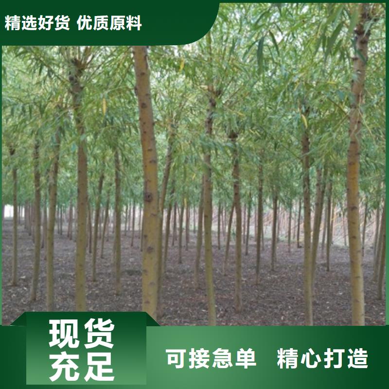 柳树、柳树生产厂家-认准博野鑫荣苗圃场