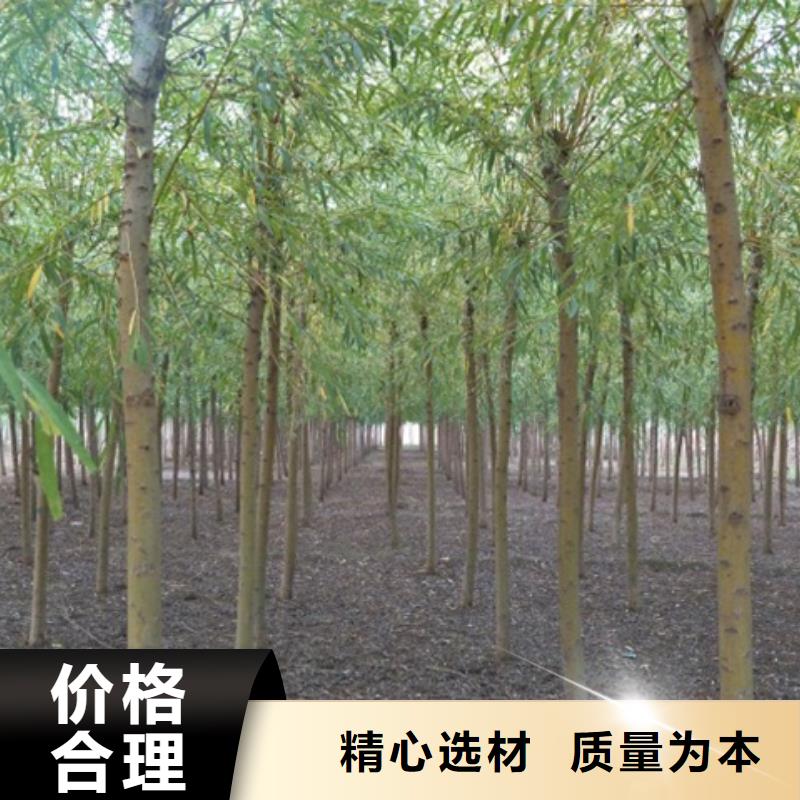柳树厂家直售