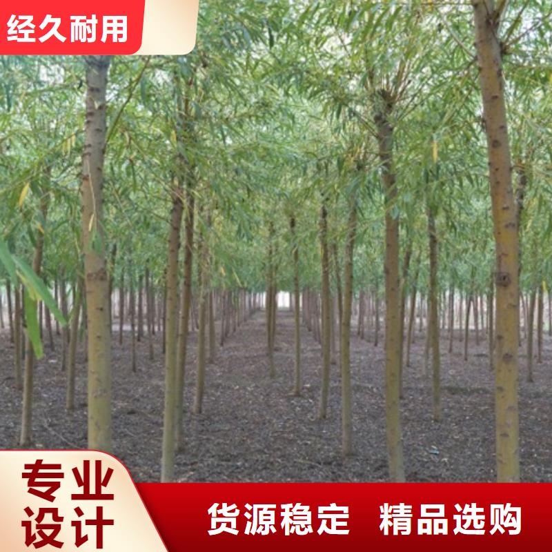 柳树厂家特惠