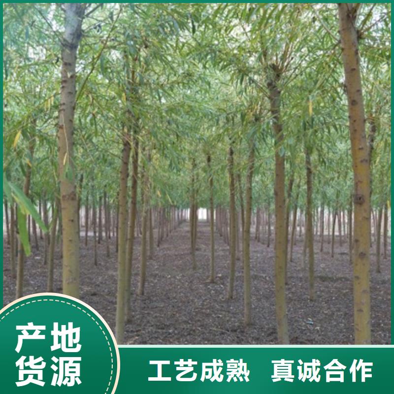 甄选：柳树厂家