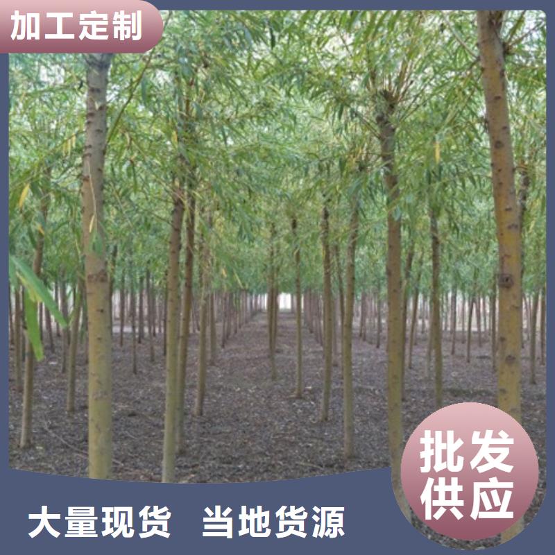 柳樹-廠家直供