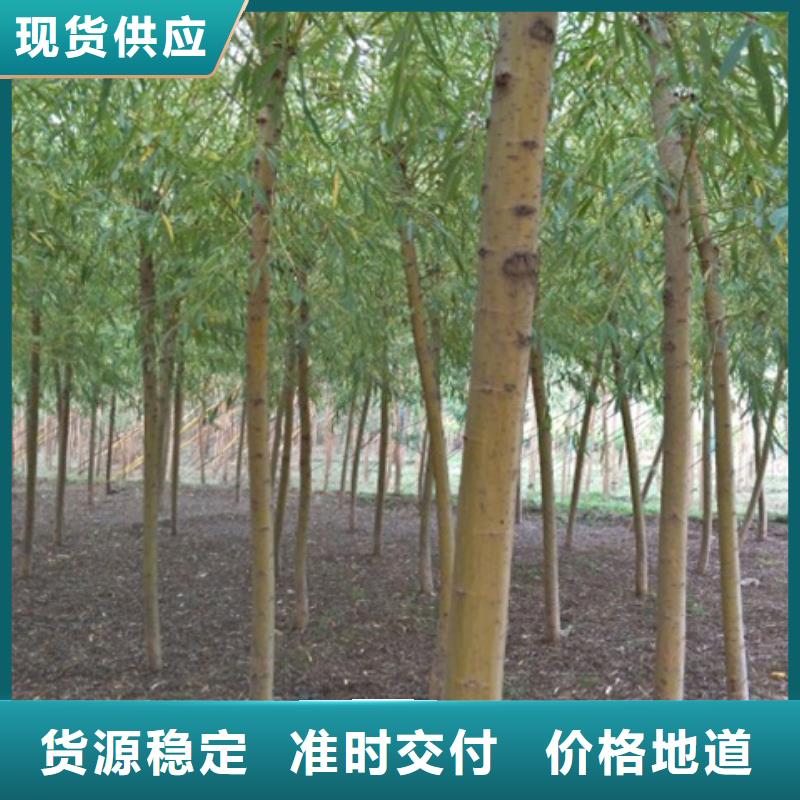 常年供应柳树-放心现货批发