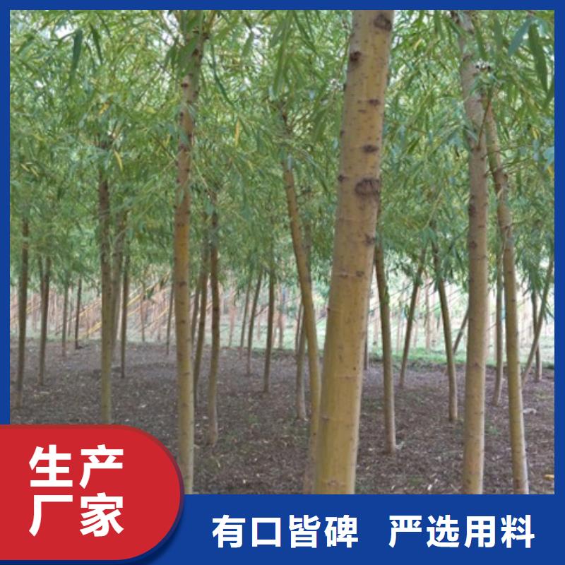价格合理的柳树厂家现货直供