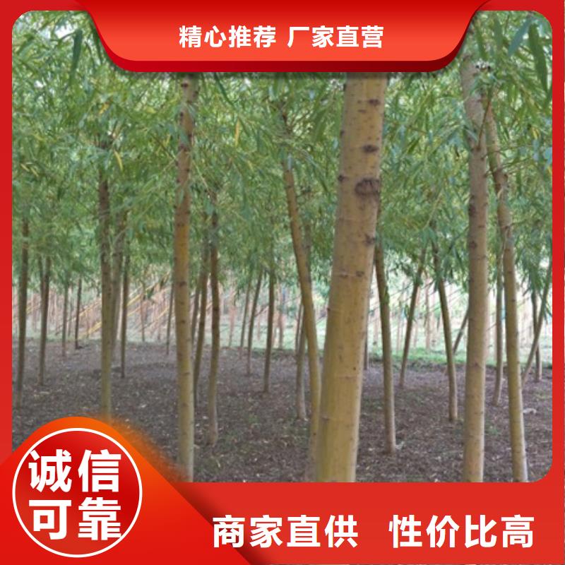 柳树行情走势