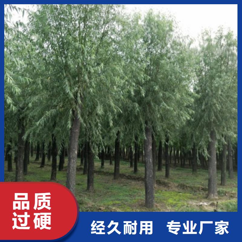 柳树厂家价格透明同城公司