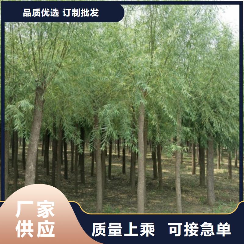柳樹-廠家直供