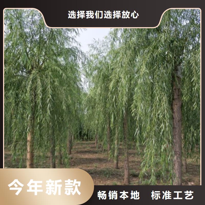 柳树|柳树-厂家批发品质优选