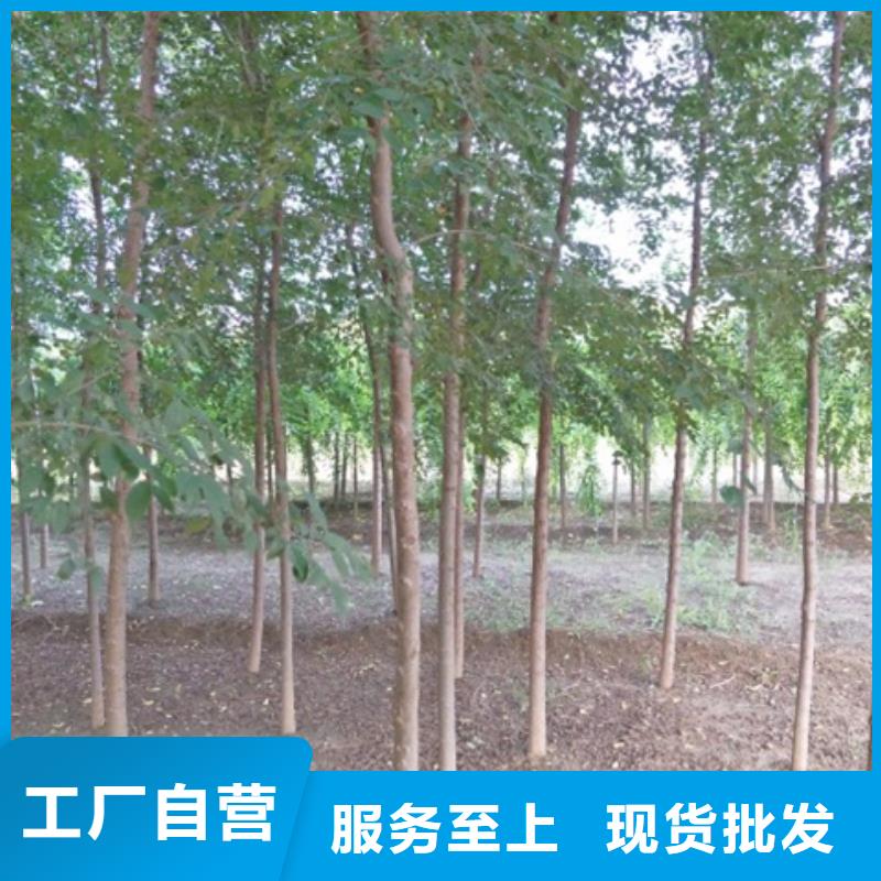 榆树生产厂家 支持定制