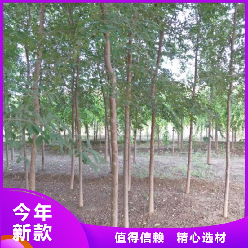 批发榆树