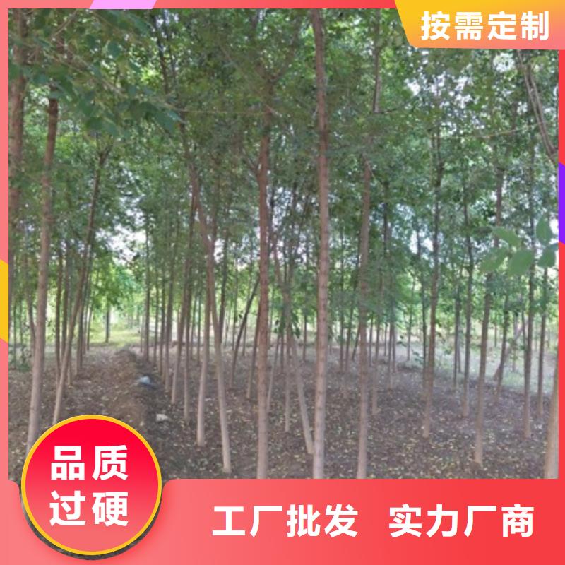 榆树价格-生产厂家自主研发