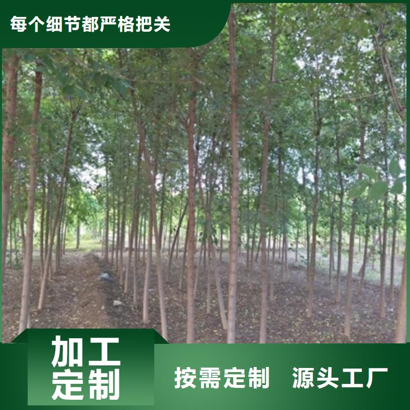 榆树口碑评价