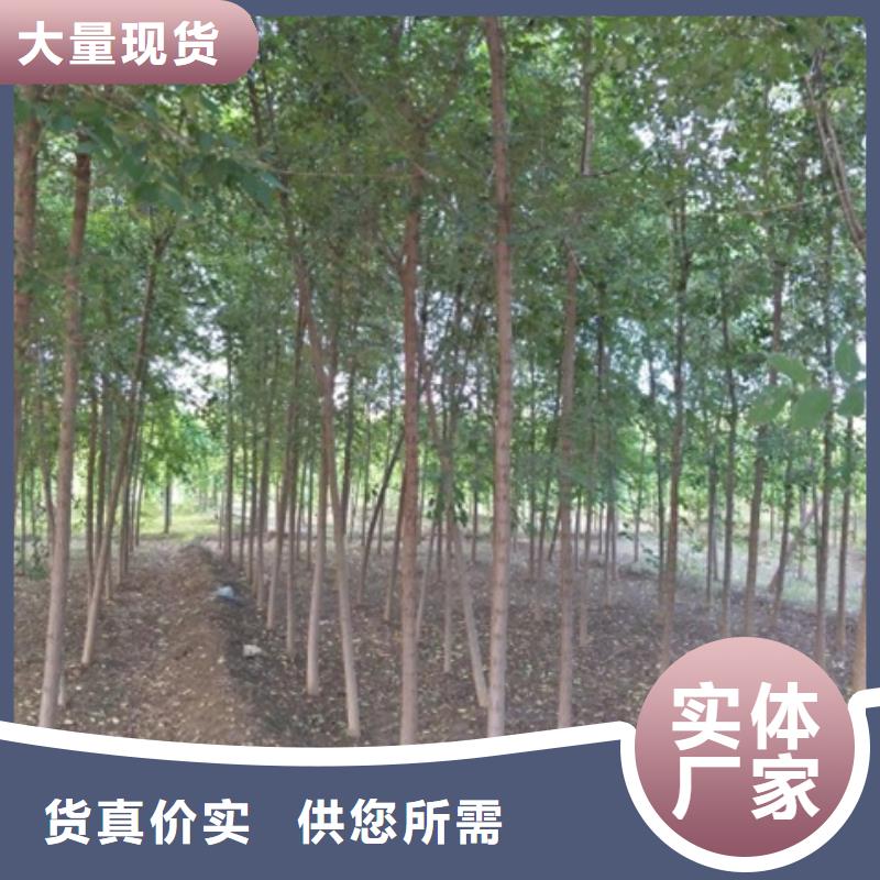 榆树品牌-报价