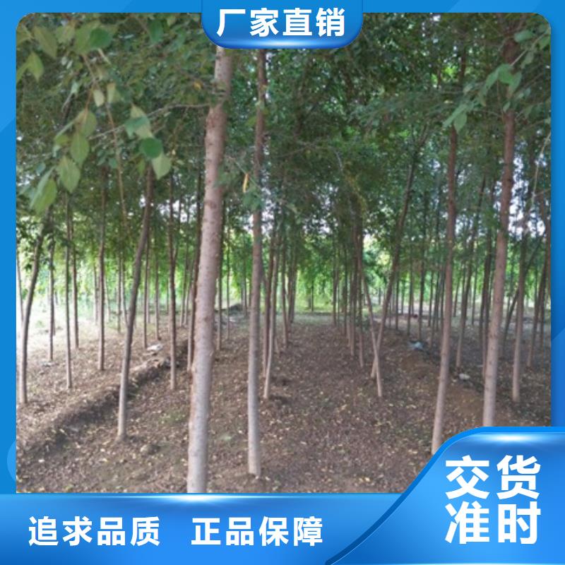 榆树哪家好本地经销商