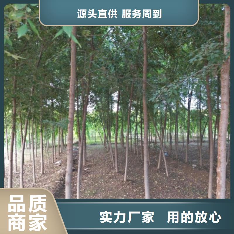 榆树参数图文介绍不断创新