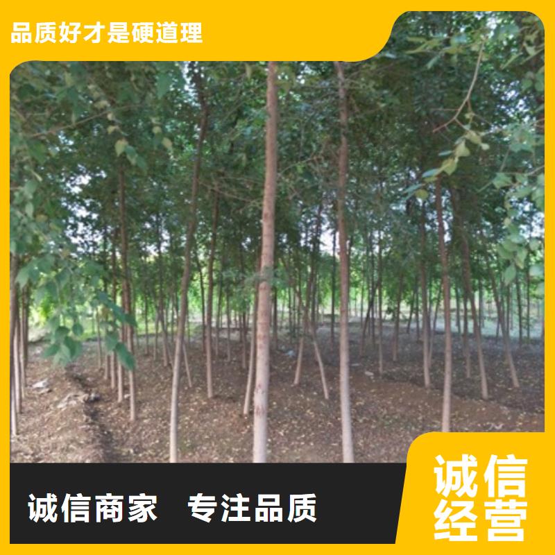 做榆树的生产厂家优势
