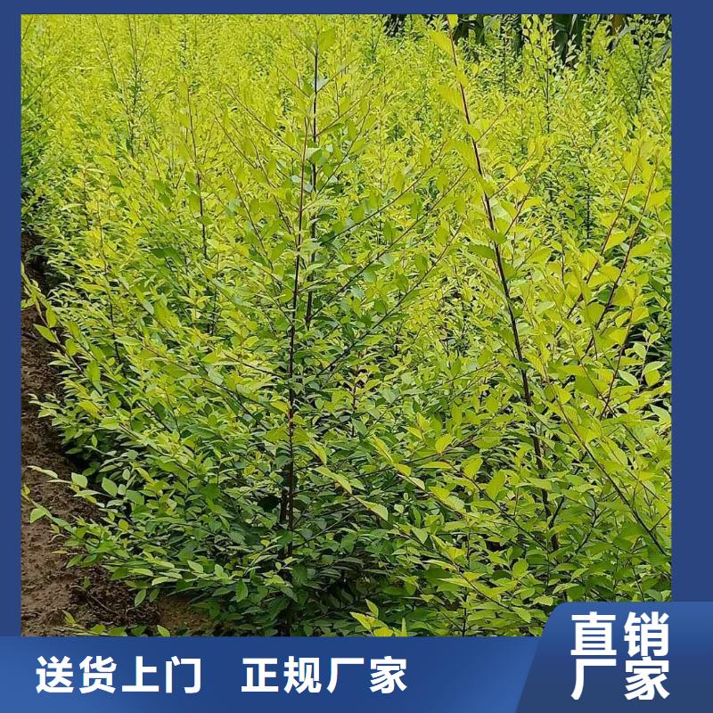 榆树质量优良