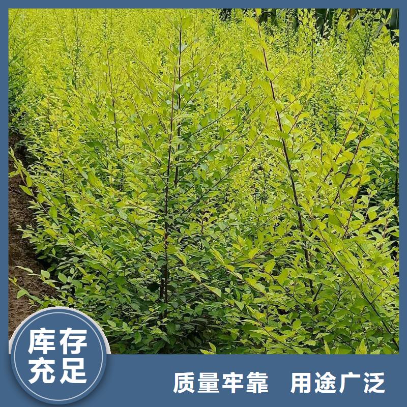 榆树-榆树售后保证