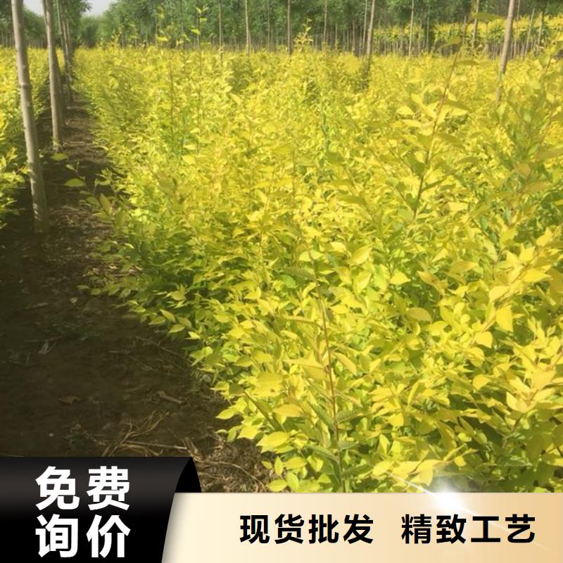 榆树生产厂家 支持定制