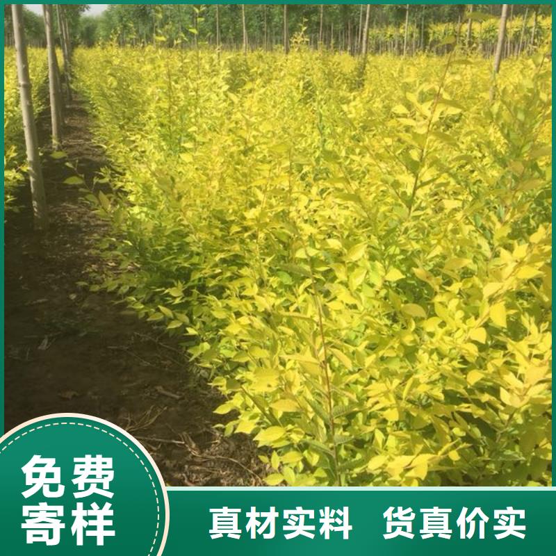 榆树本地供货商精致工艺