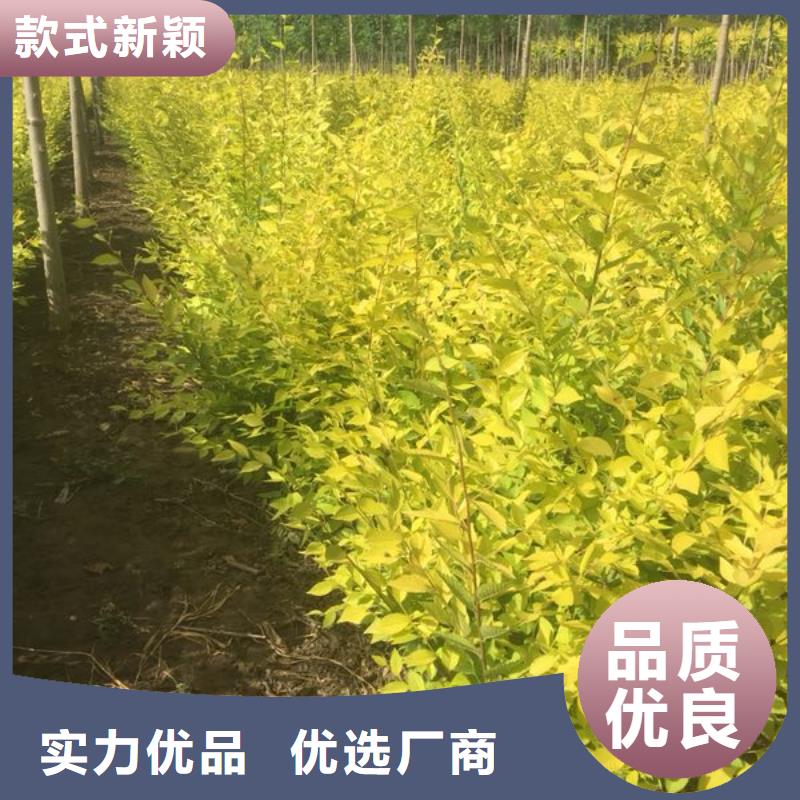 生产榆树_优质厂家同城生产厂家