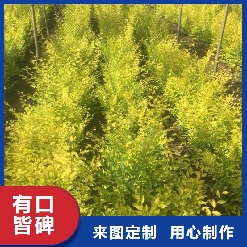 榆树-榆树全国直销定制零售批发