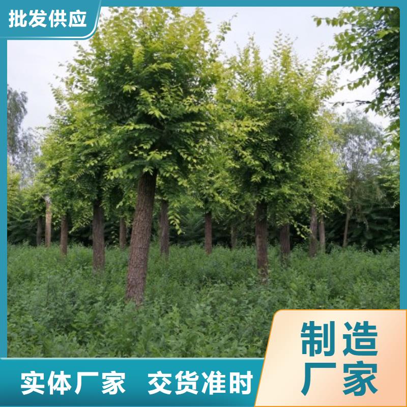 榆树畅销全省当地货源