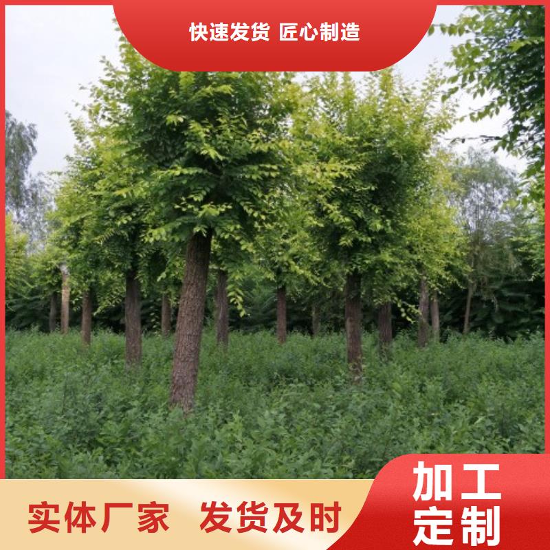 榆树厂家价格优势