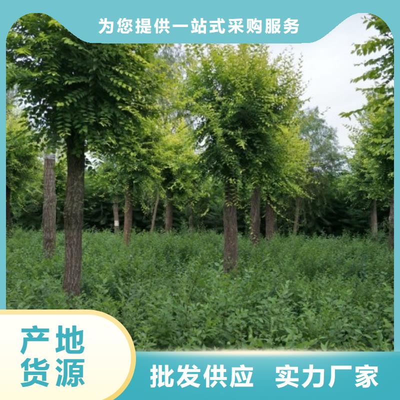 优质榆树的经销商
