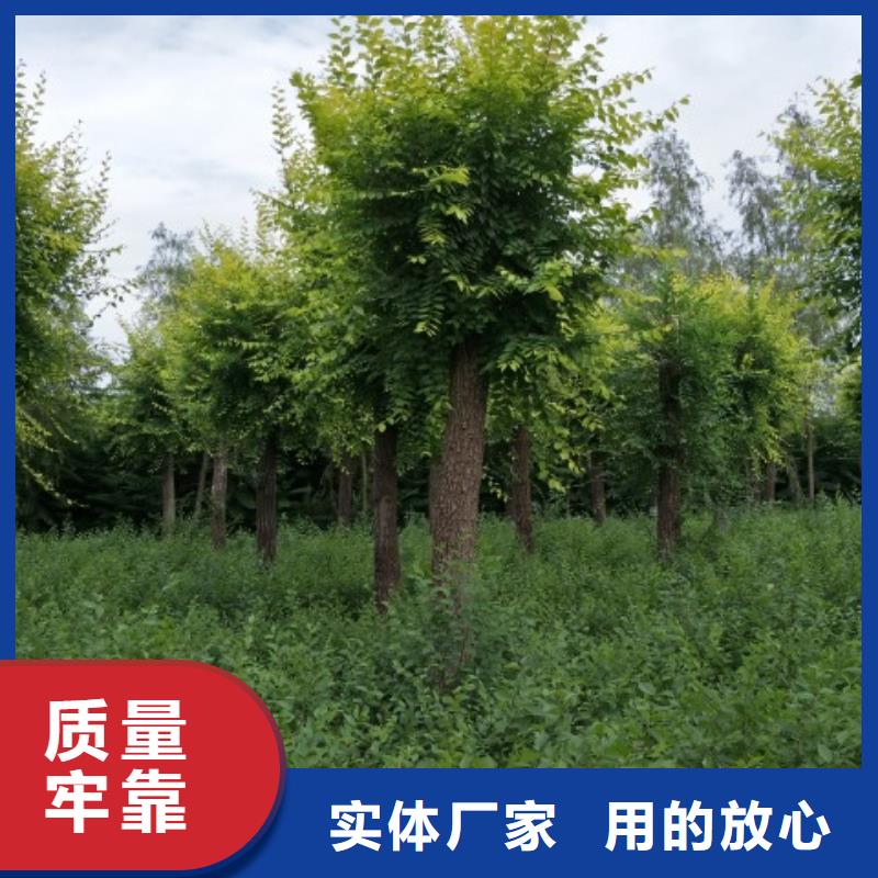 采购榆树必看-规格全