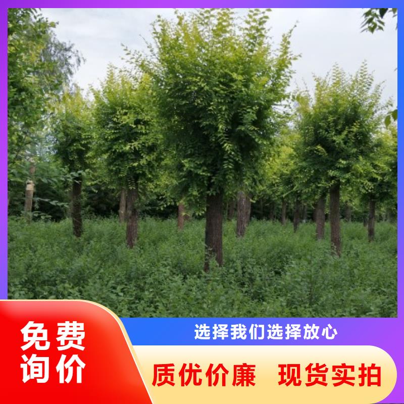 #榆树#价格优惠本地厂家
