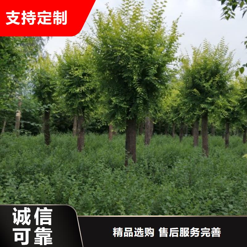 榆树选榆树厂家
