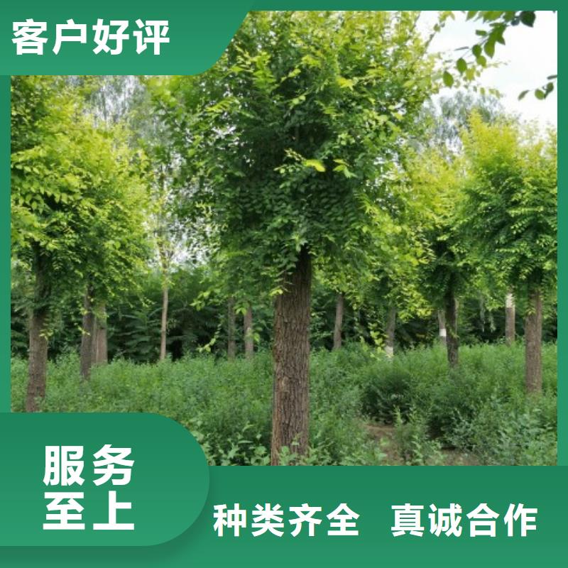 榆树现货齐全当地货源