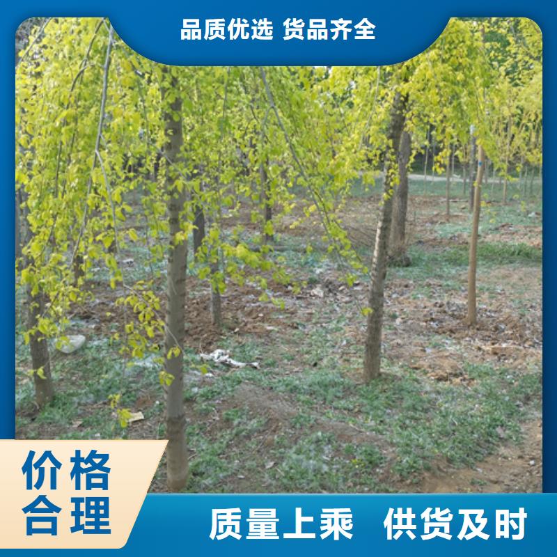 榆树定制-榆树厂家品质服务诚信为本