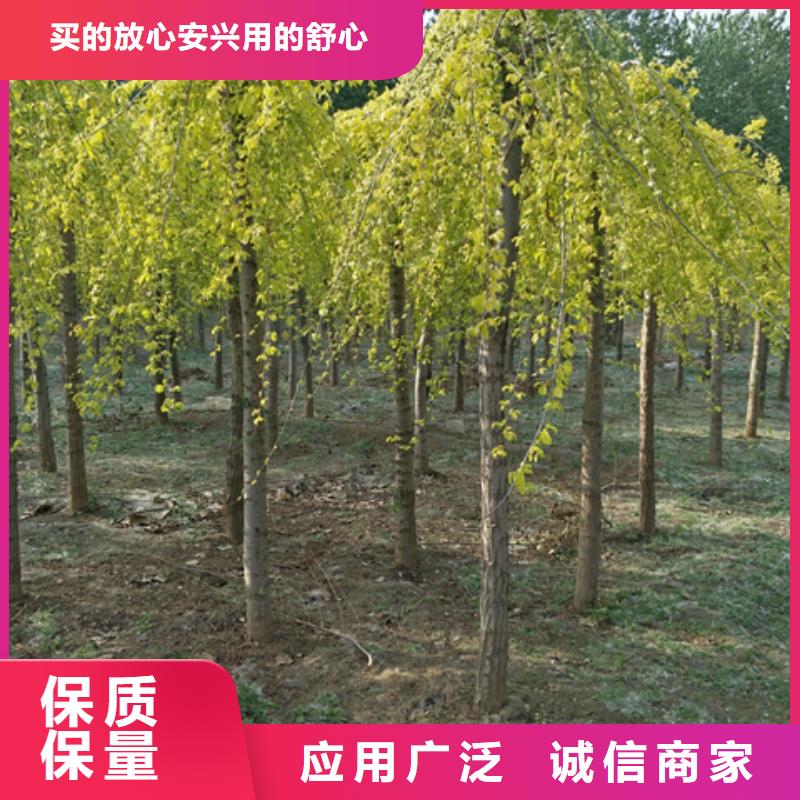 2025质量可靠##榆树##厂家批发批发供应