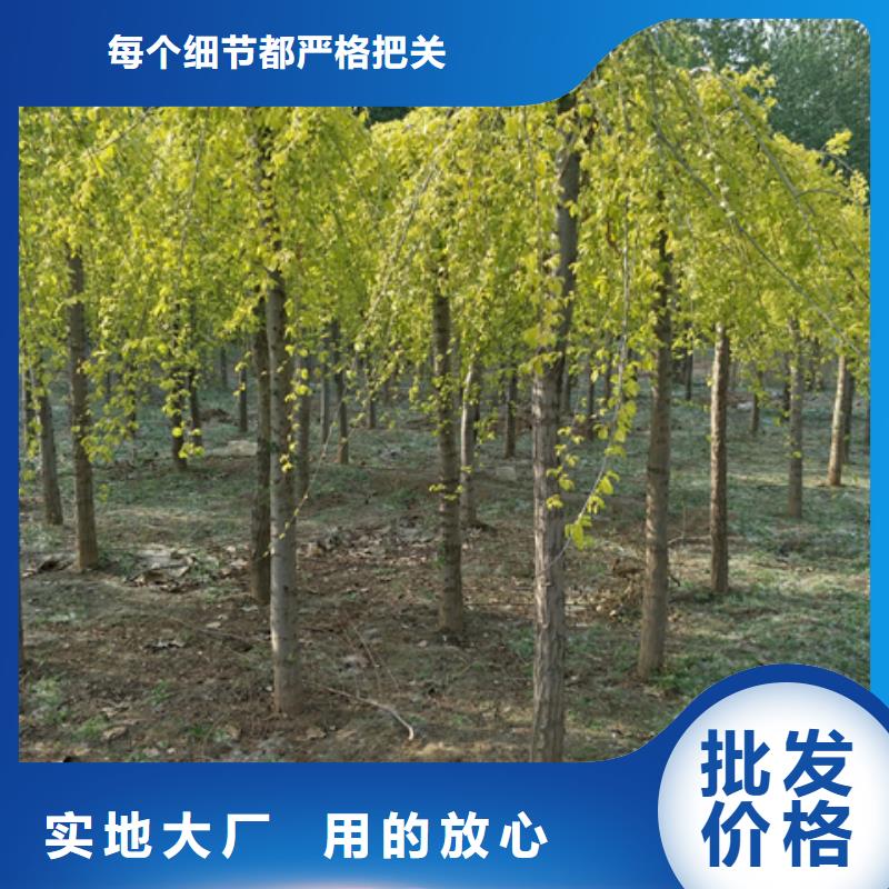 榆树-榆树欢迎您大厂生产品质