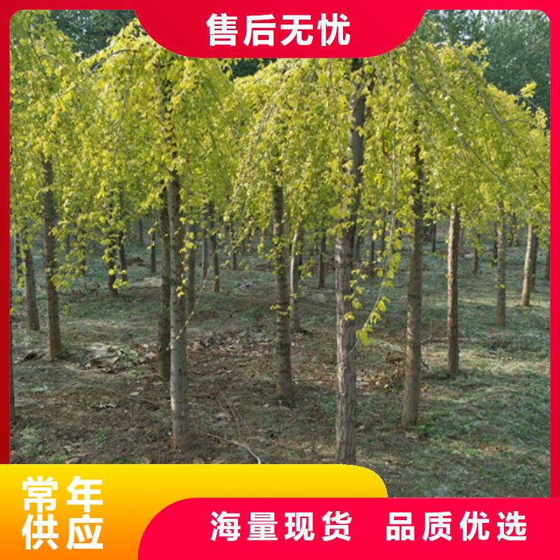 值得信赖的榆树生产厂家本地服务商