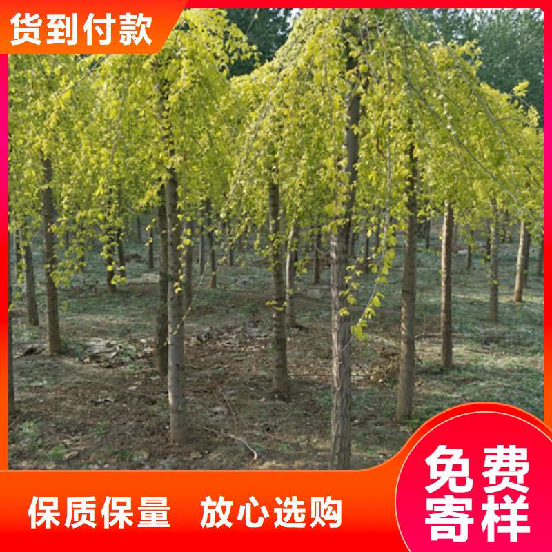 榆树-榆树售后保证