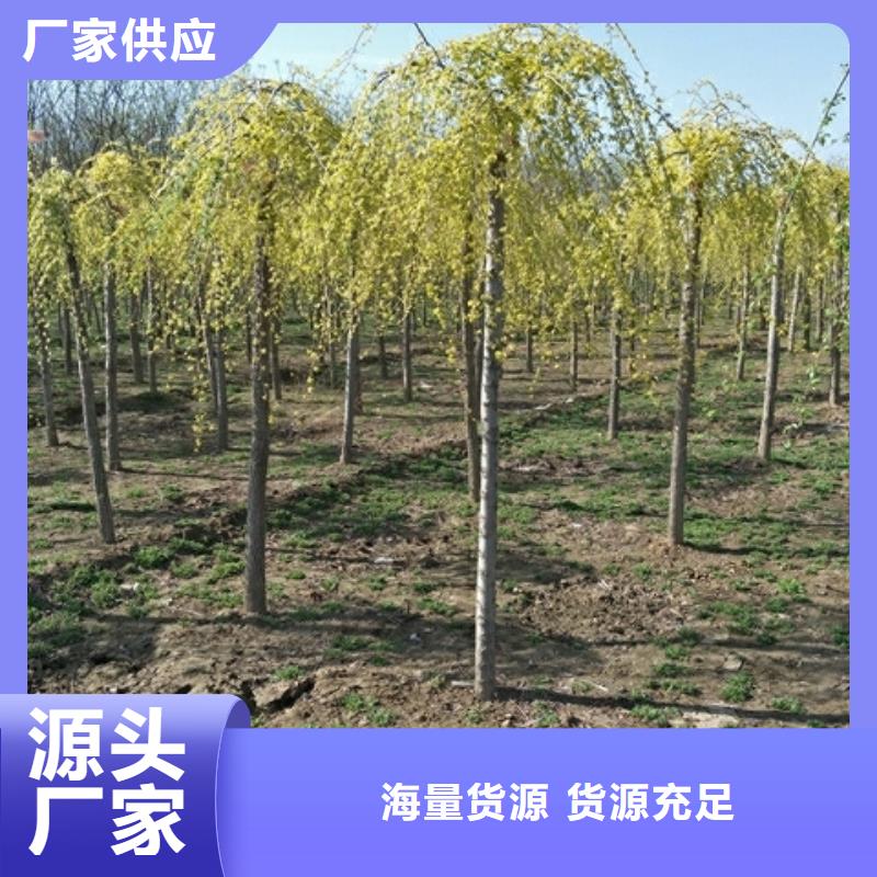 口碑好榆树厂家同城公司