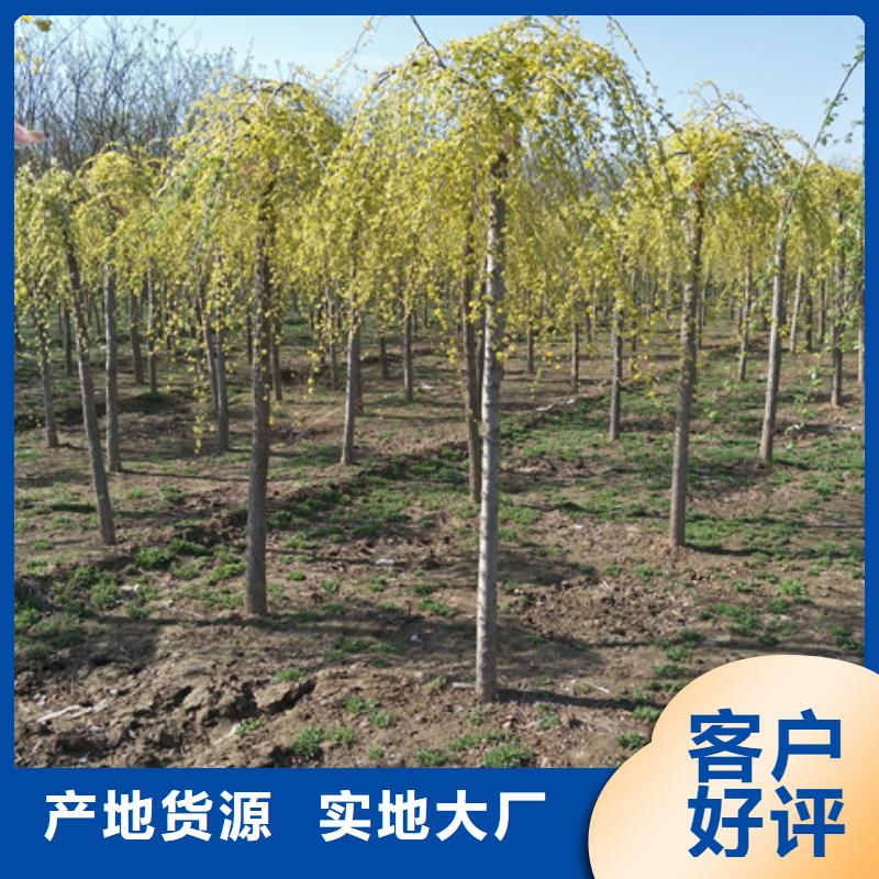 榆树实力厂家品质服务