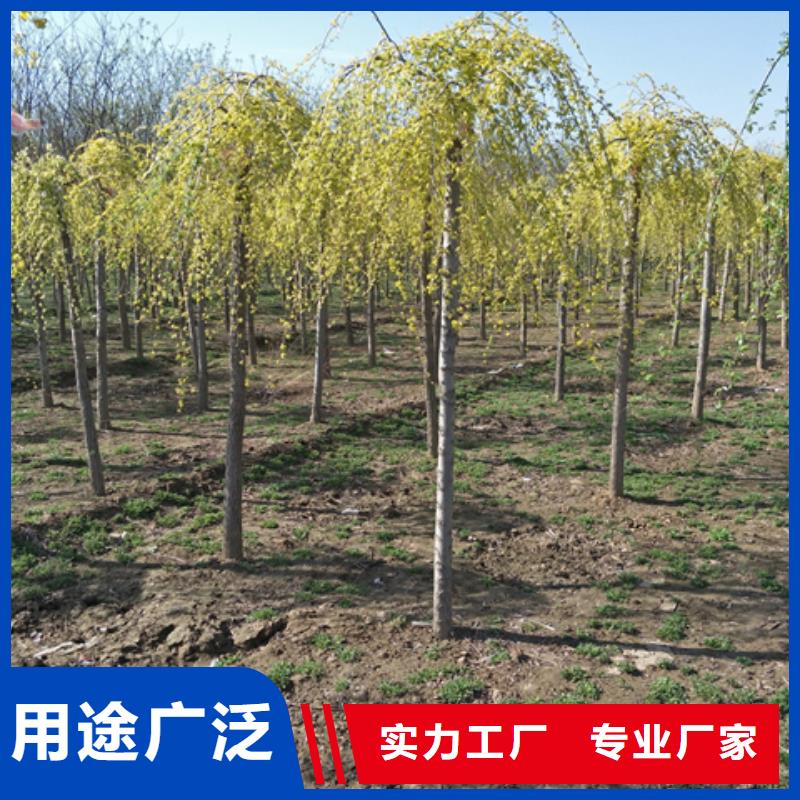 榆树生产厂家 支持定制