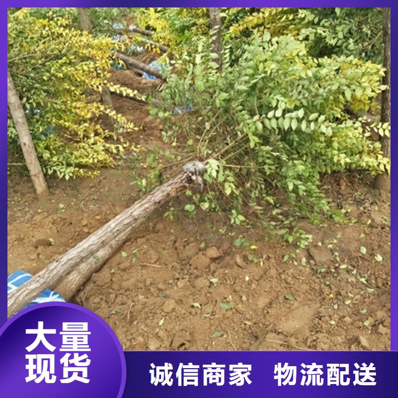 批发榆树