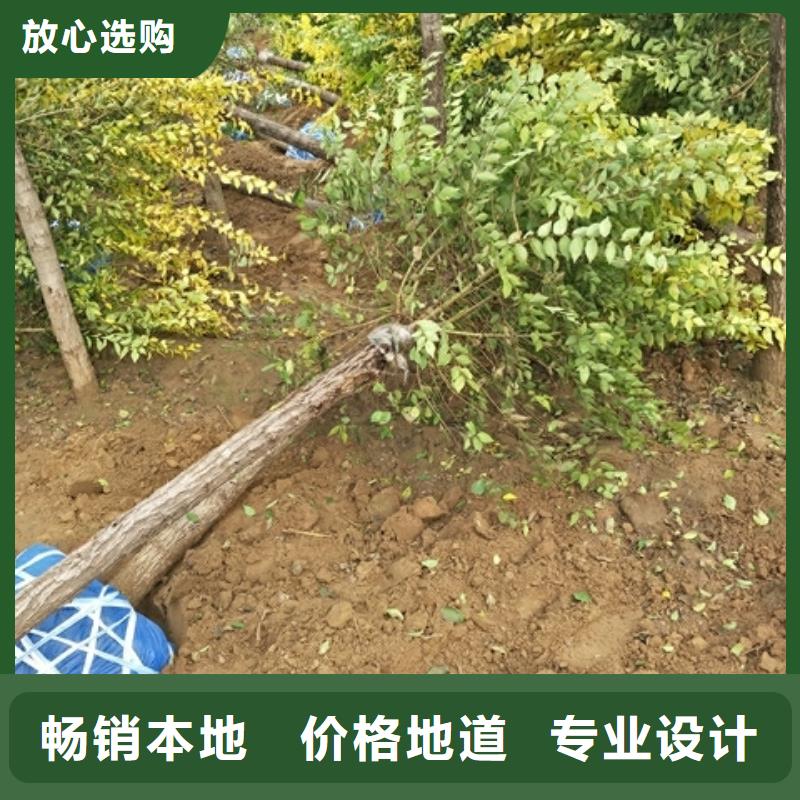​榆树_榆树现货直发适用范围广