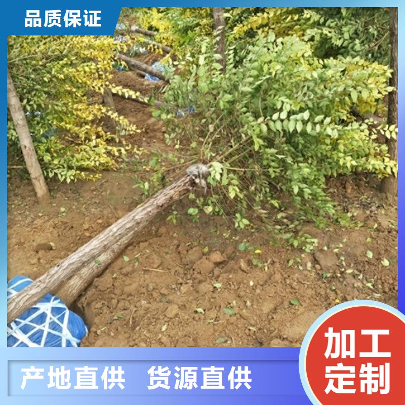 榆树价格低出货快当地厂家