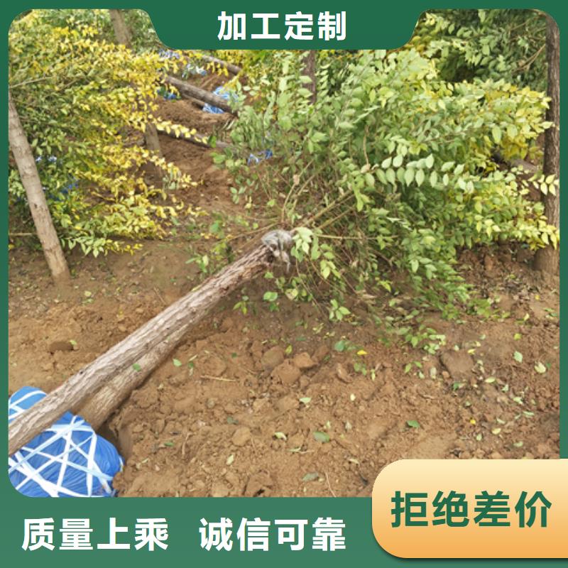 榆树厂家、定制榆树