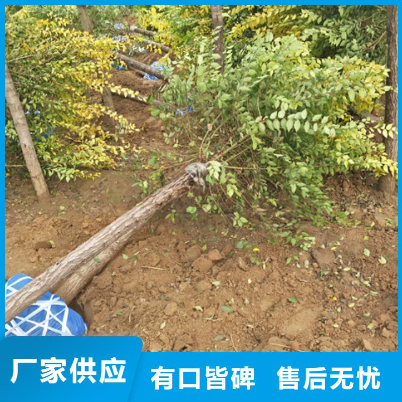 榆树_榆树生产品牌现货满足大量采购