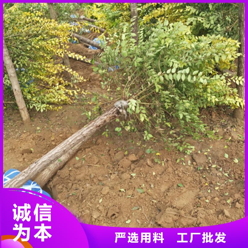 榆树质量好_服务好同城经销商