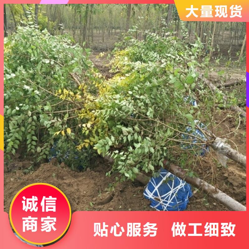 榆树、榆树厂家技术先进
