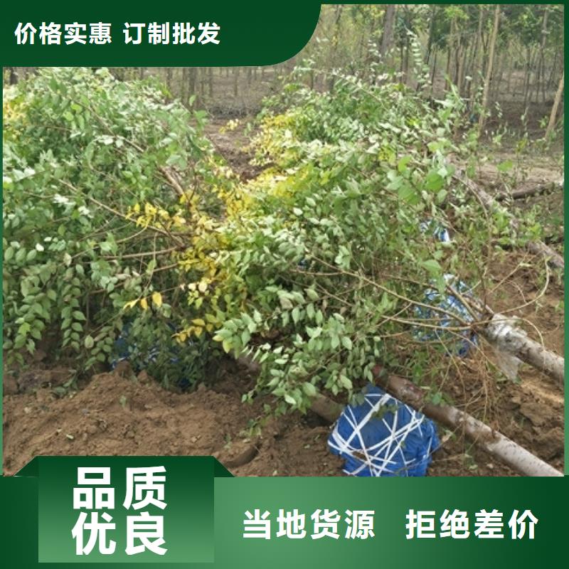 ：榆树